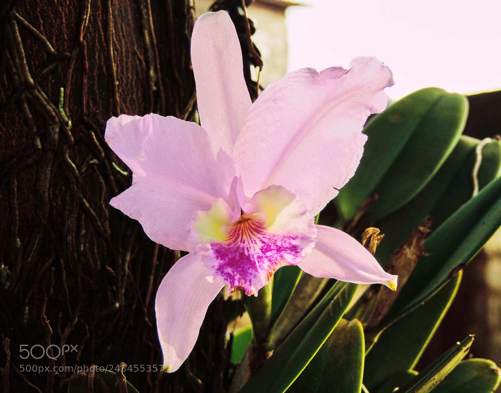 Nikon Coolpix P520 sample photo. Orchid photography