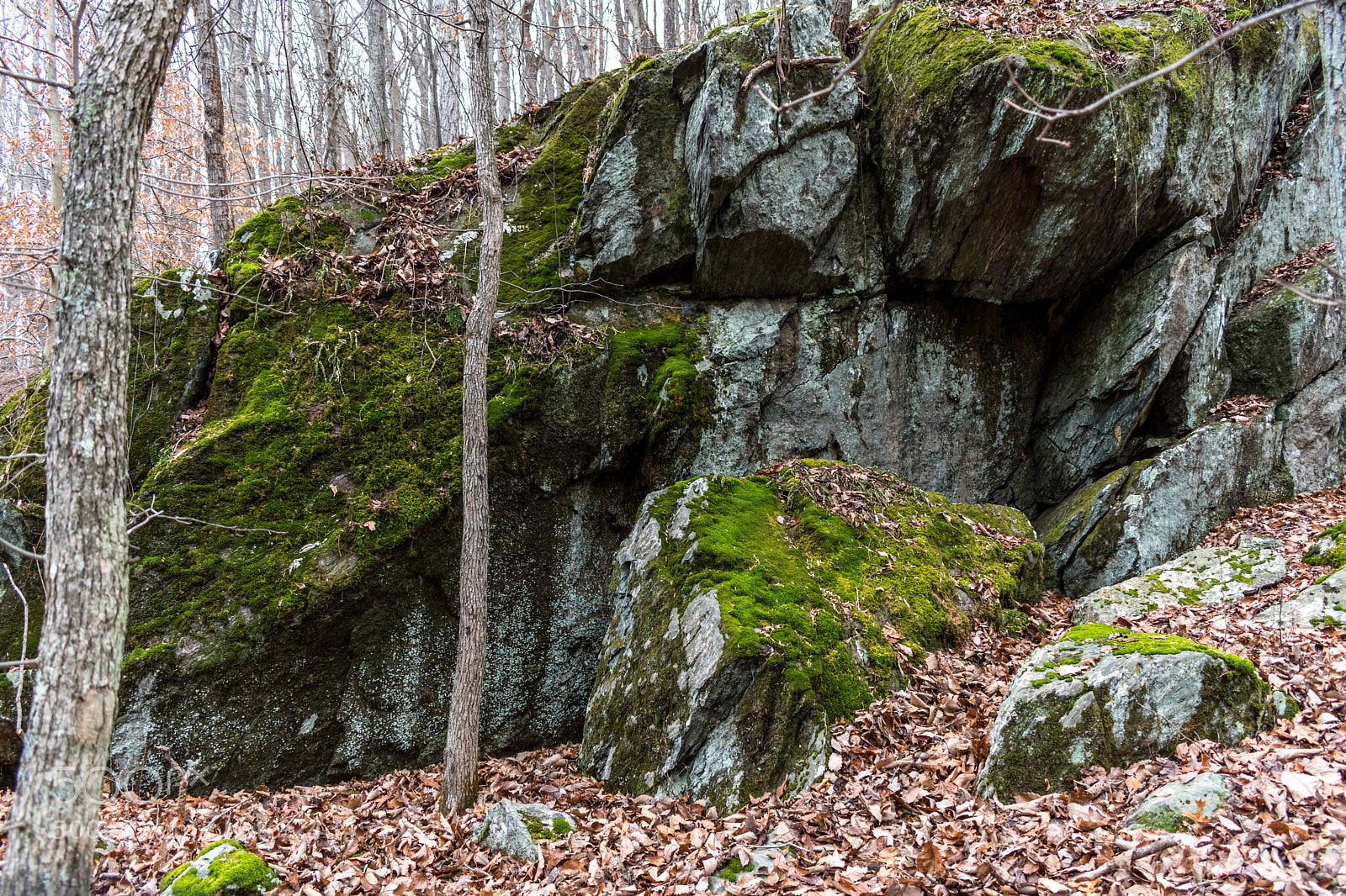 Nikon D5600 sample photo. Rocky hill photography