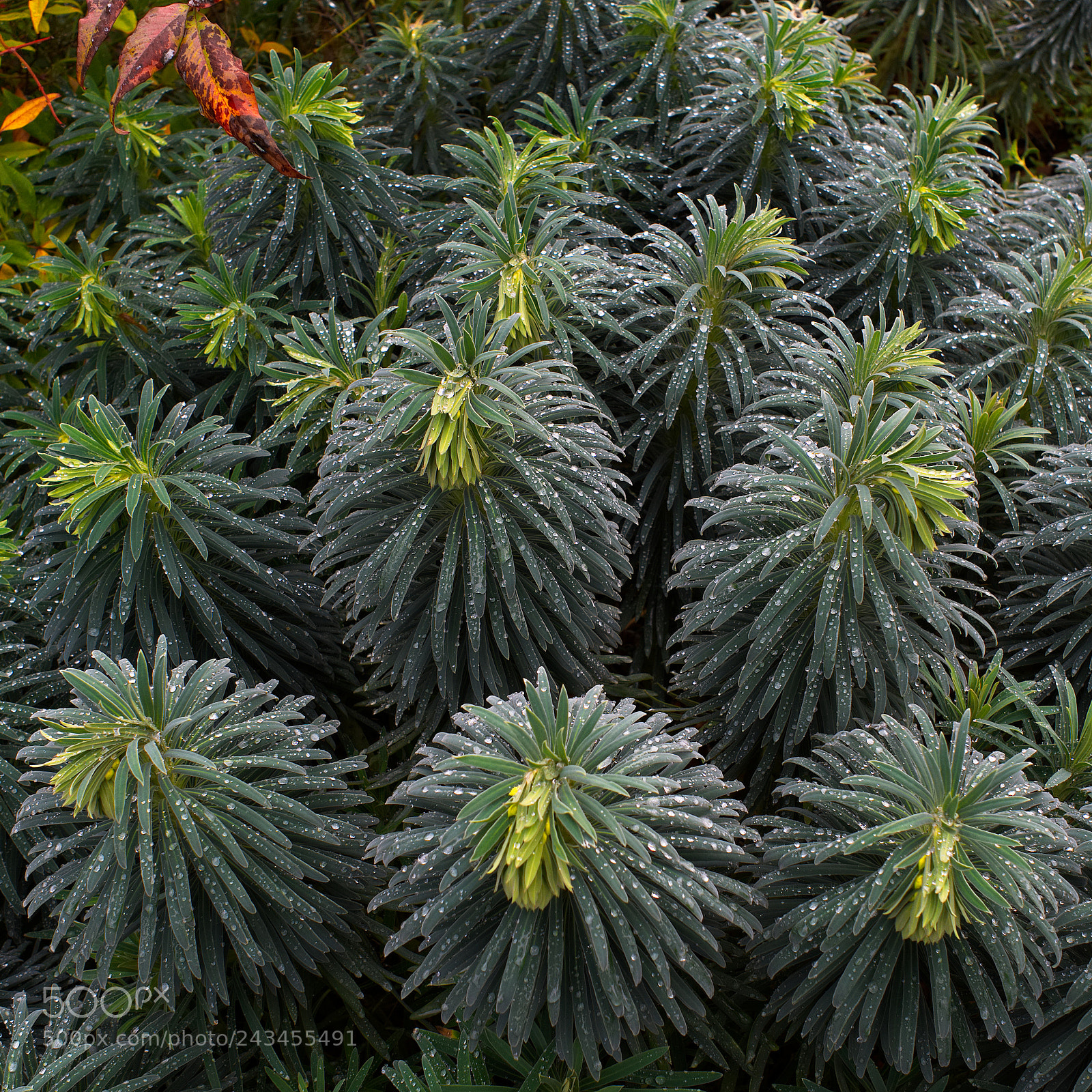 Panasonic Lumix DC-GH5 sample photo. Forêt de diamants photography