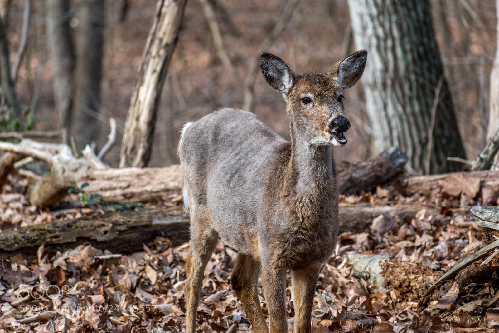 Nikon D5600 sample photo. Nature photography