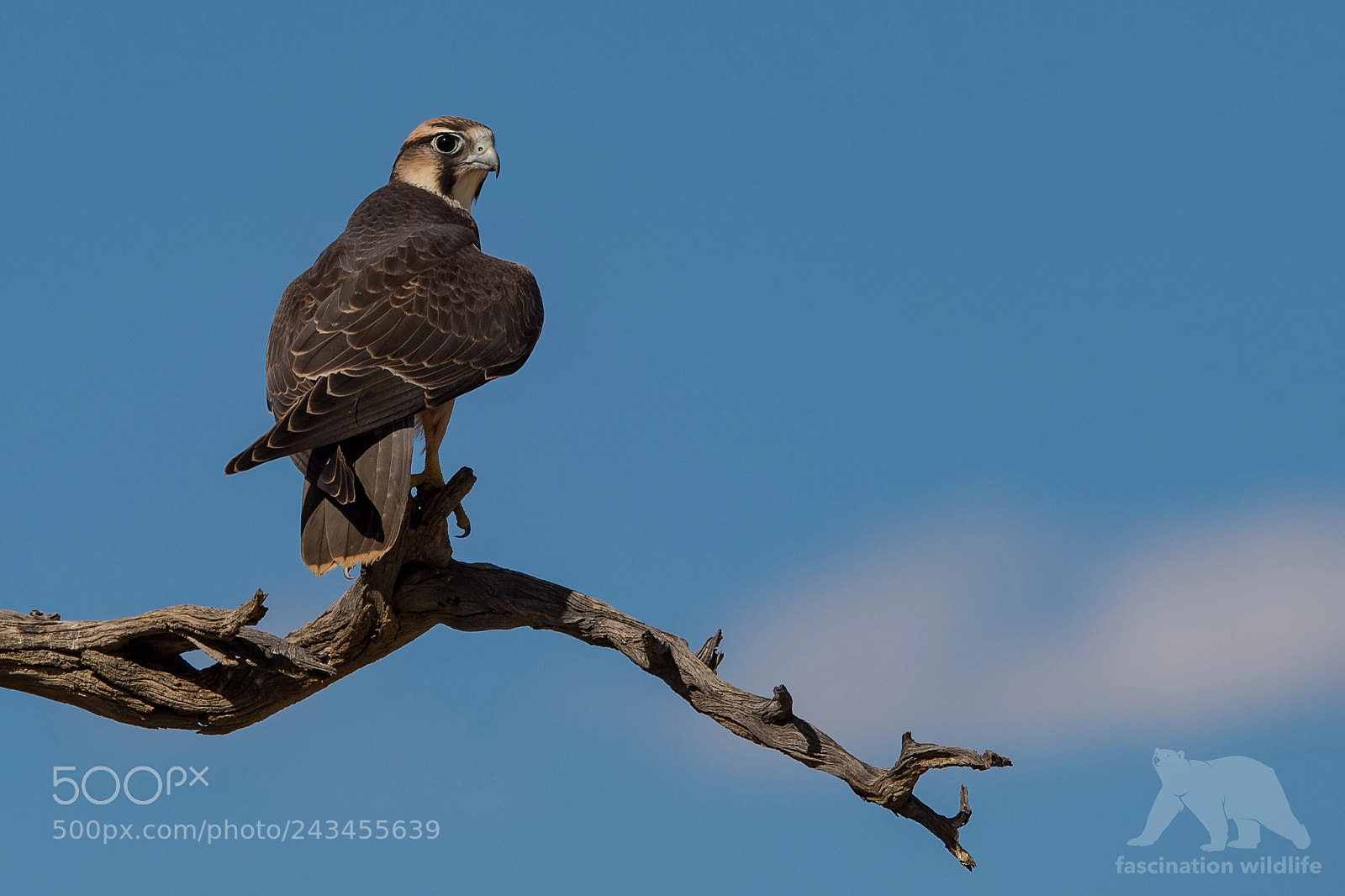 Nikon D4S sample photo. Lanner falcon photography