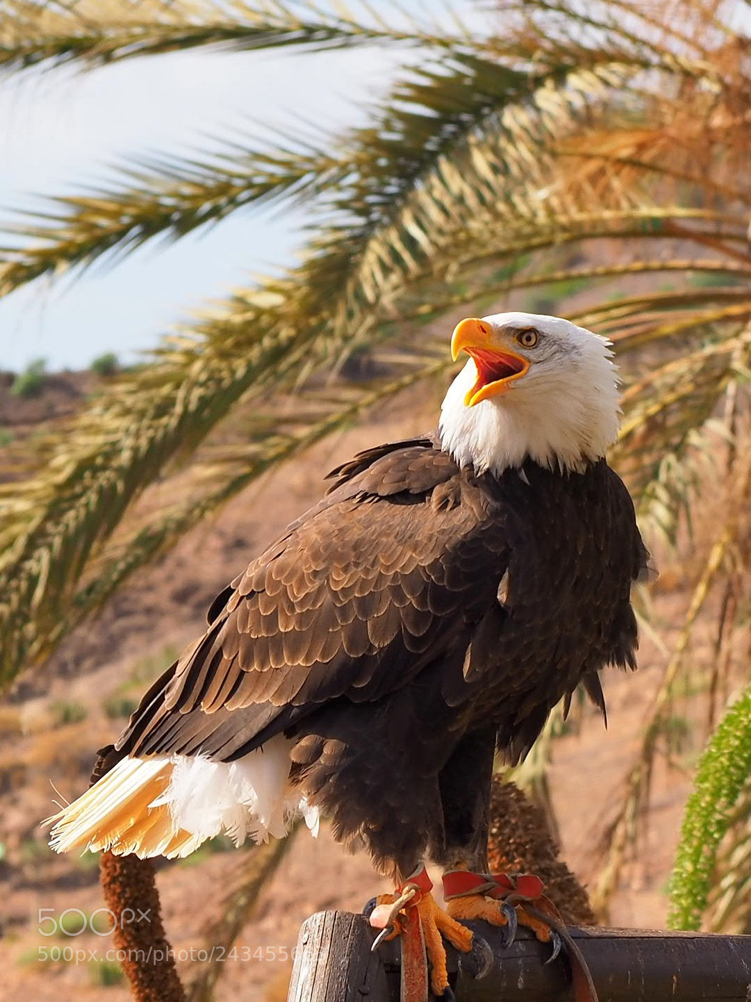 Olympus OM-D E-M10 II sample photo. The bird photography