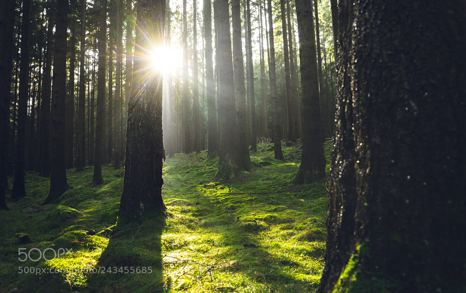 Sony a7 sample photo. Czech republic, highland photography