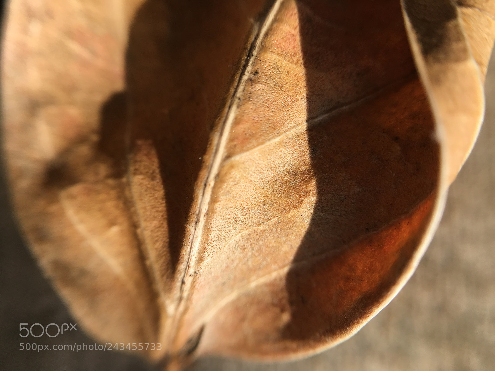 Apple iPhone 6s sample photo. Untitled photography