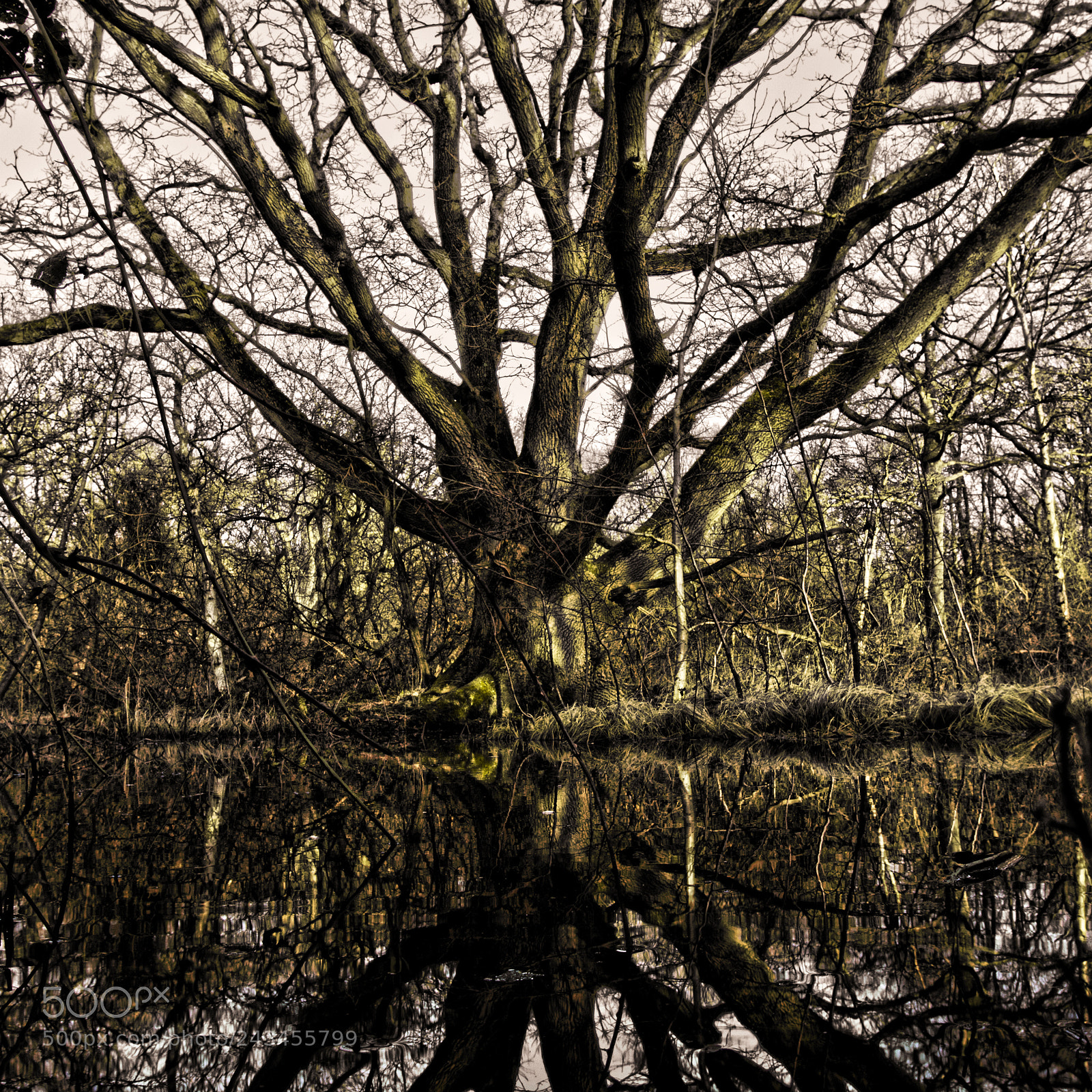 Canon EOS 50D sample photo. Forest photography