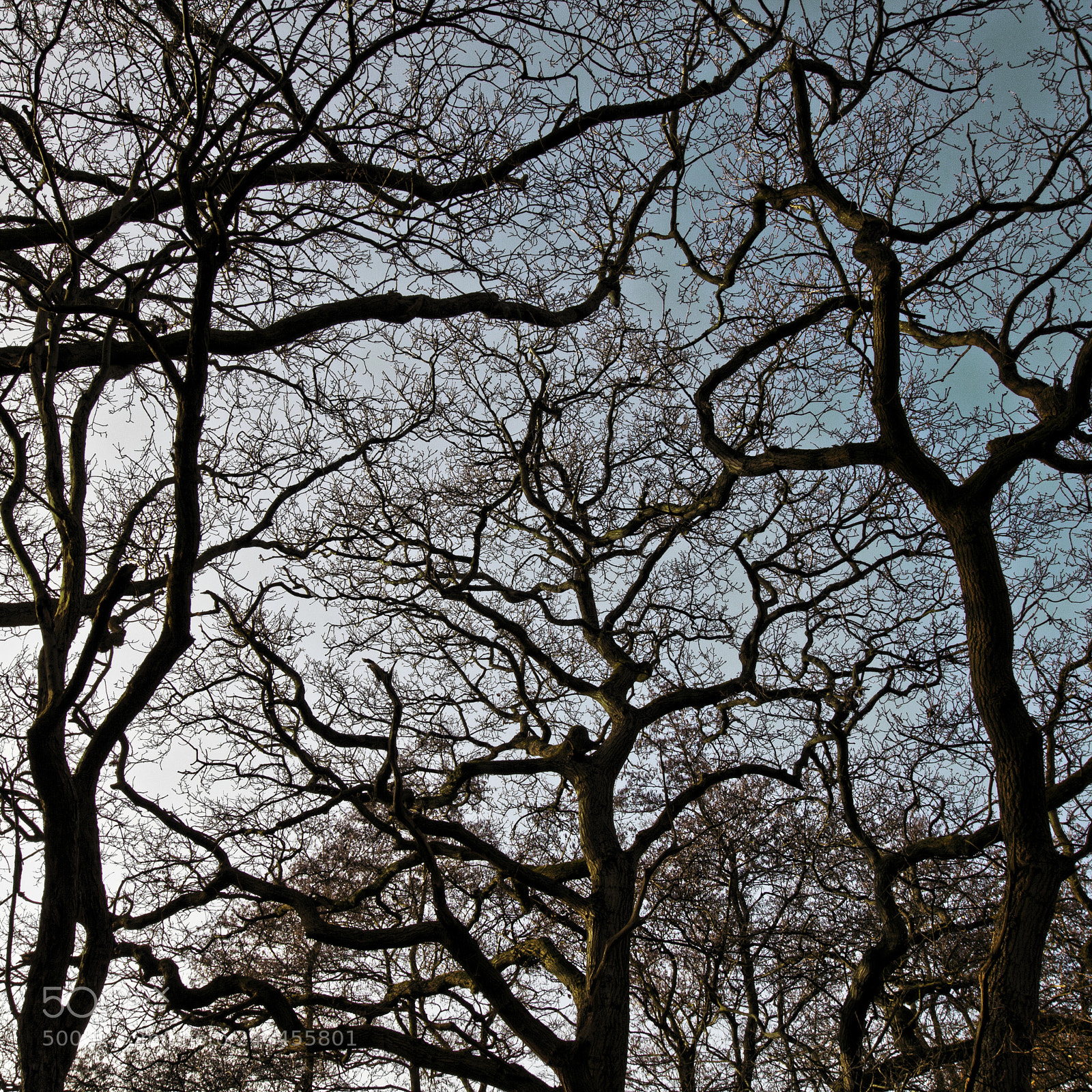 Canon EOS 50D sample photo. Forest photography