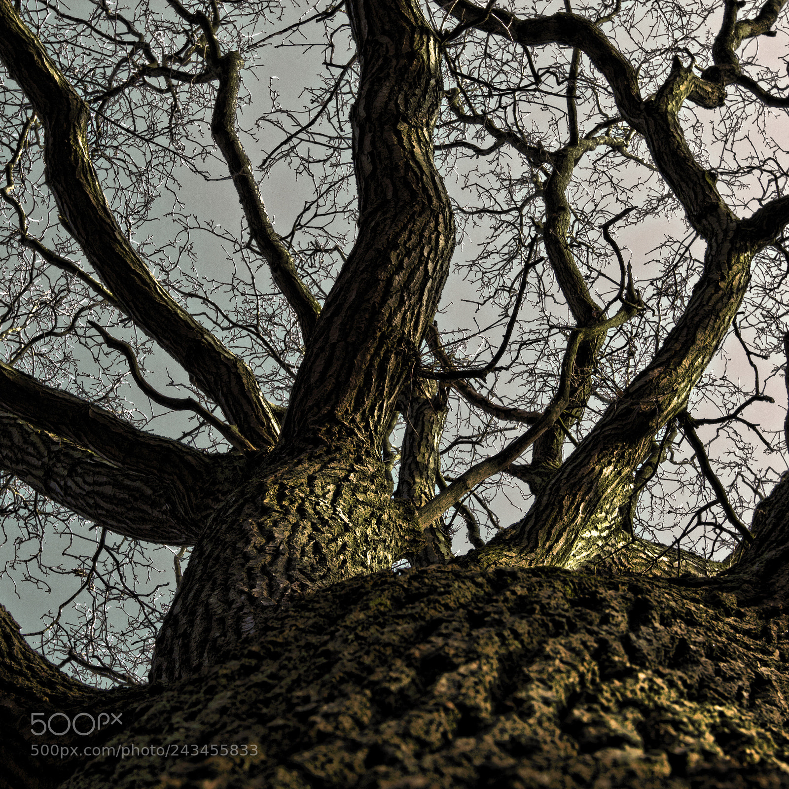 Canon EOS 50D sample photo. Forest photography