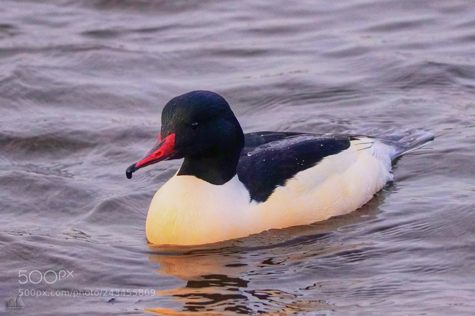 Sony ILCA-77M2 sample photo. Mr goosander photography