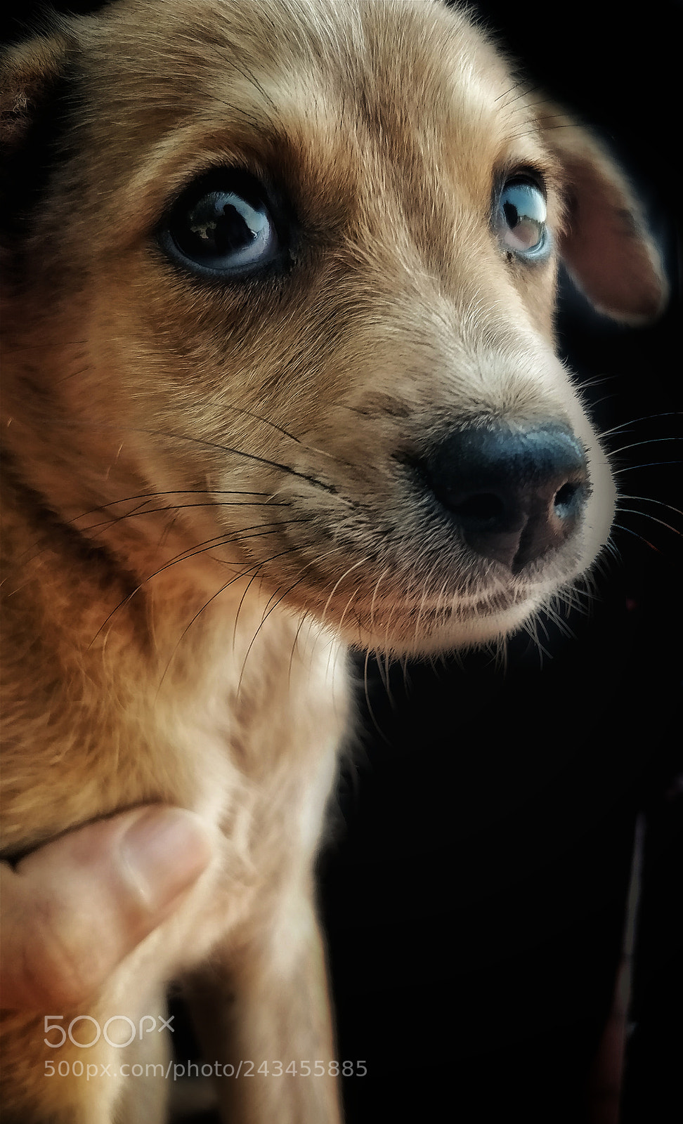 OnePlus 5 sample photo. Innocence photography