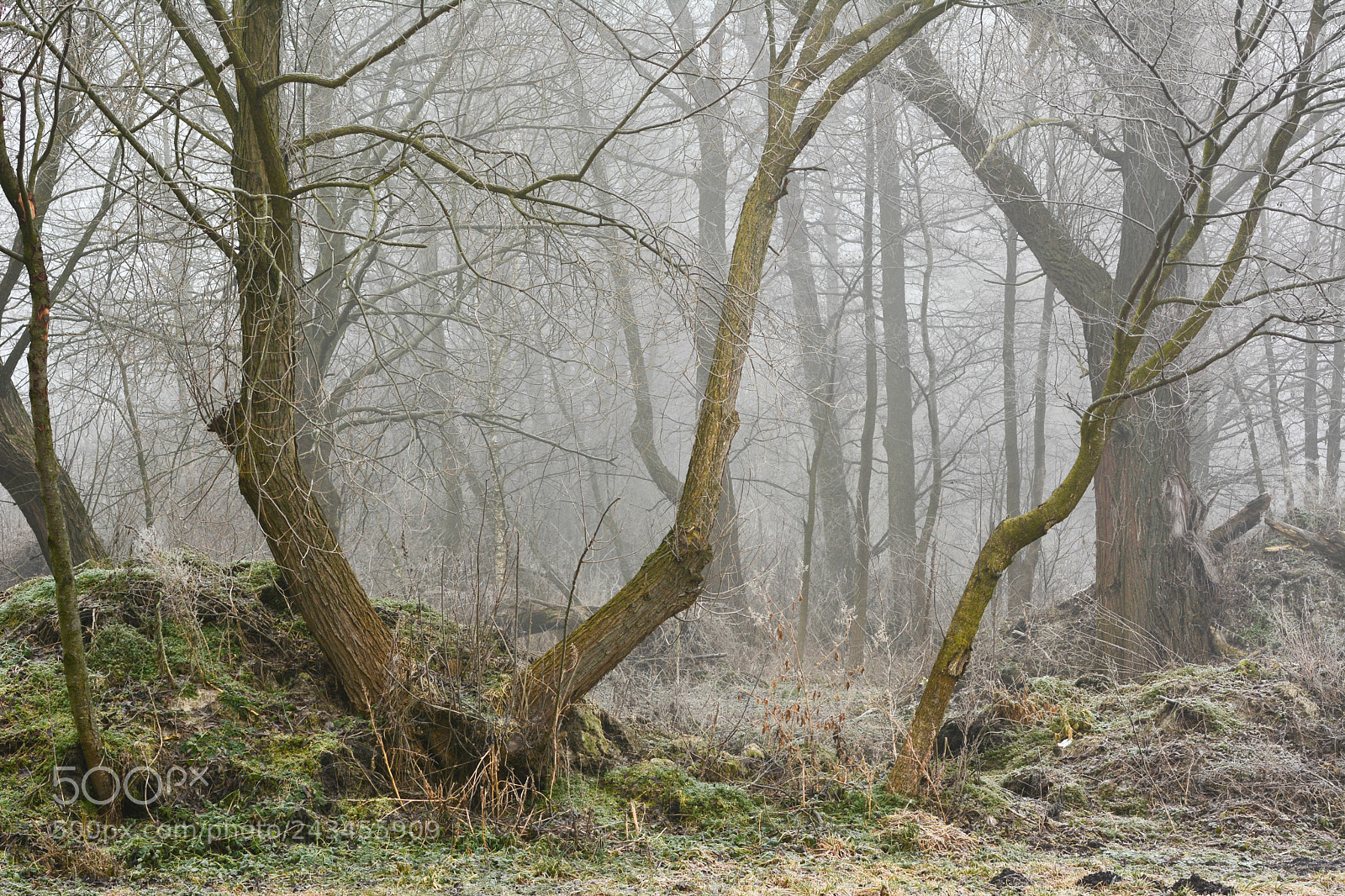 Nikon D7100 sample photo. Frightening forest photography