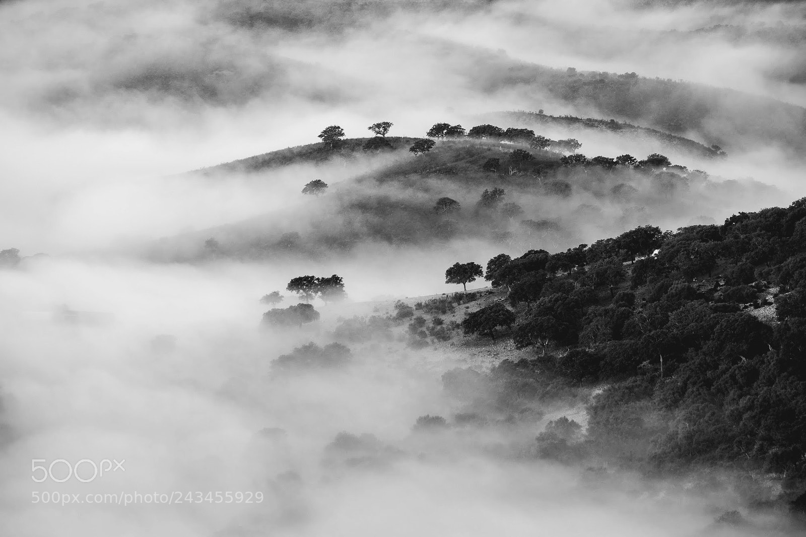 Fujifilm X-E2 sample photo. Niebla photography