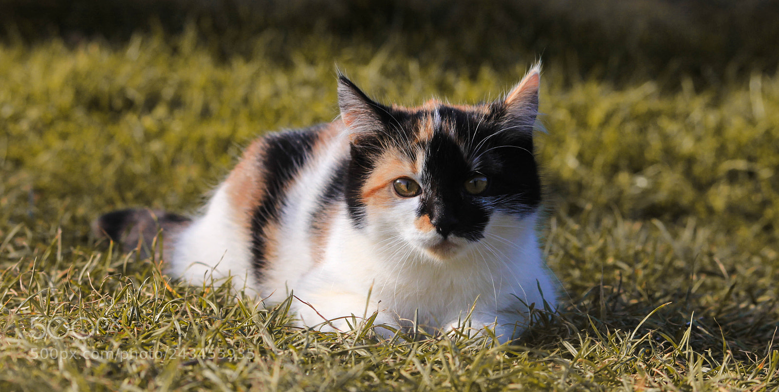 Canon EOS 60D sample photo. Little cat photography