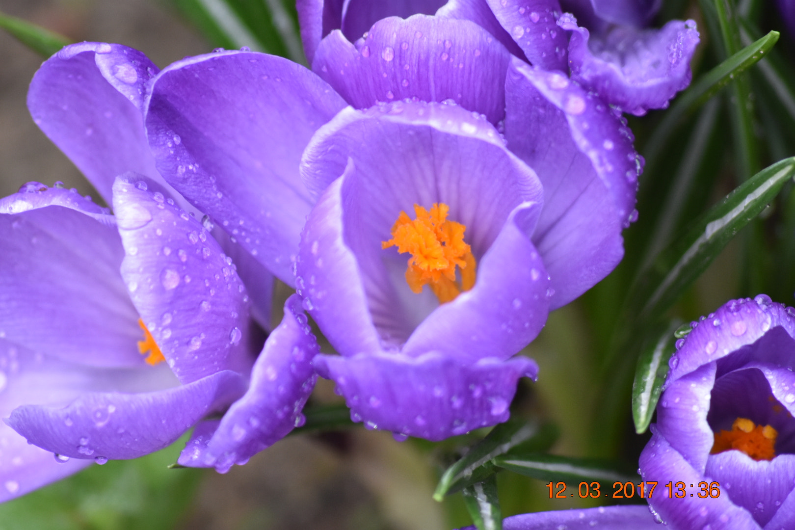 Sigma 70-300mm F4-5.6 APO DG Macro sample photo. Vibrant colours photography