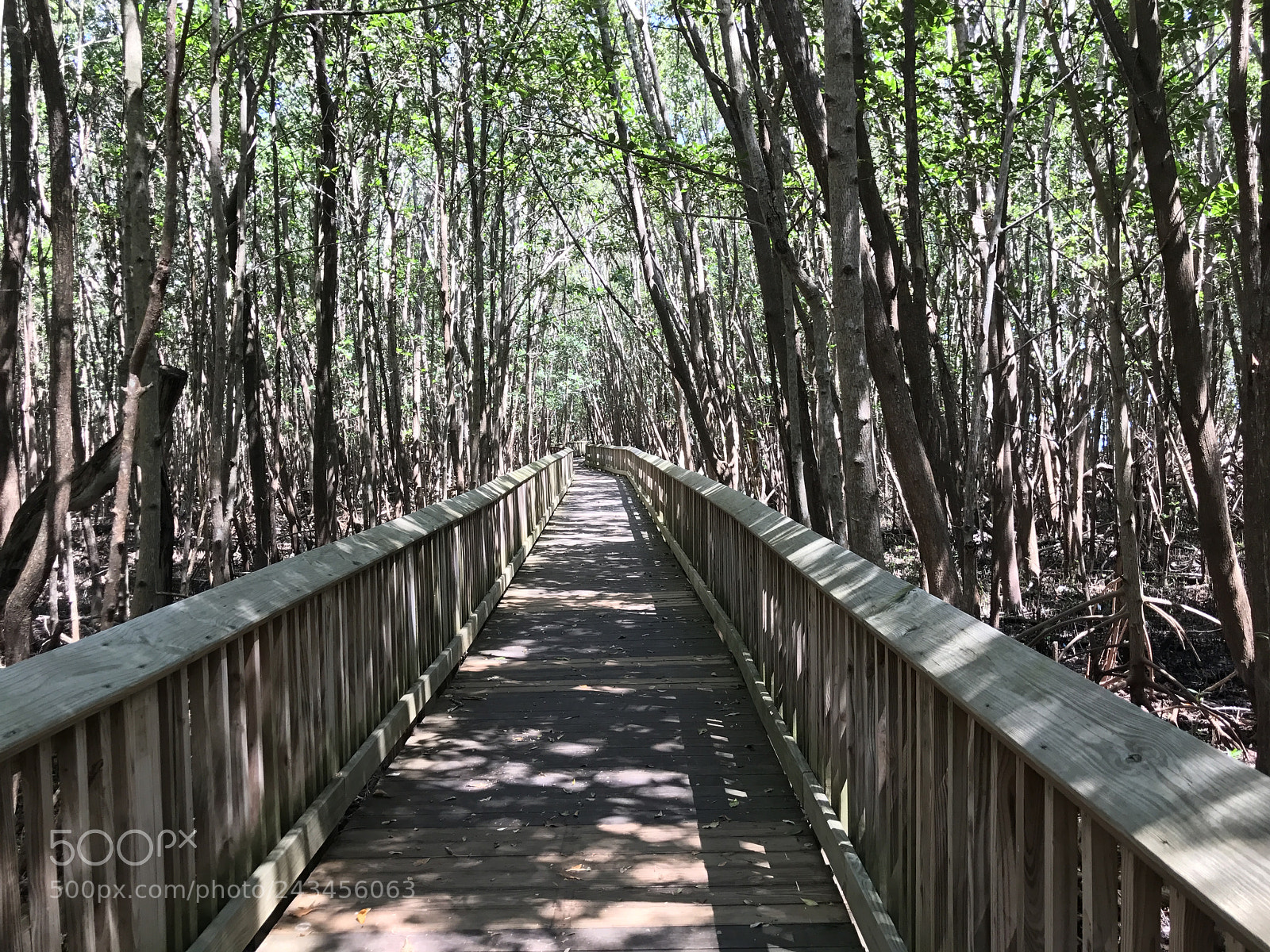 Apple iPhone 7 Plus sample photo. Mangrove photography