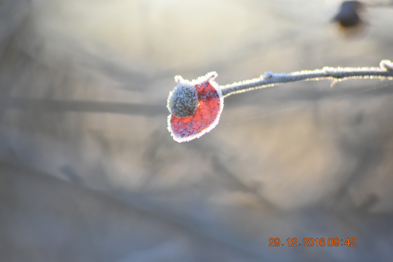 Sigma 70-300mm F4-5.6 APO DG Macro sample photo. Leaf after frost photography