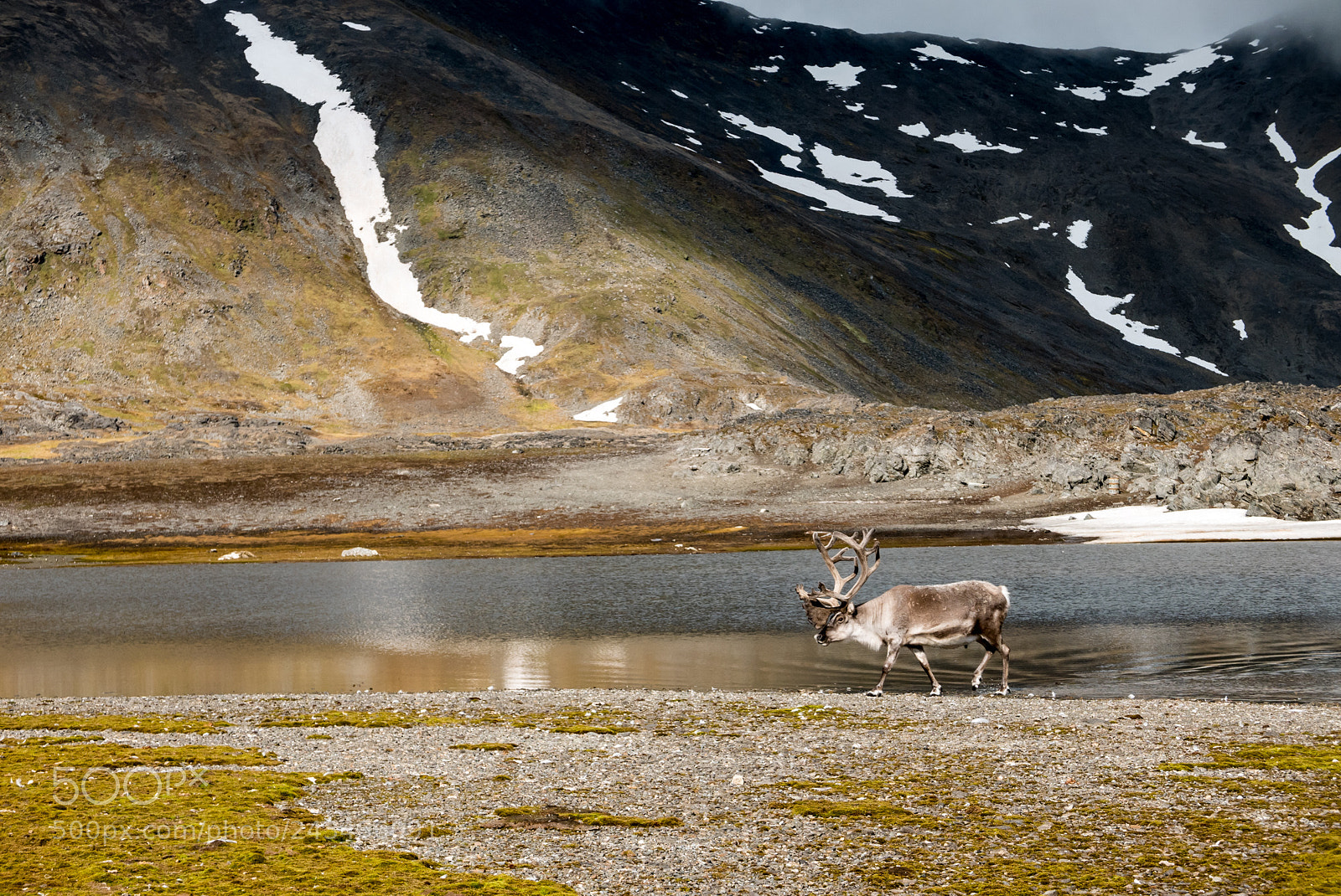 Panasonic Lumix DMC-LX100 sample photo. Arctic summer. photography