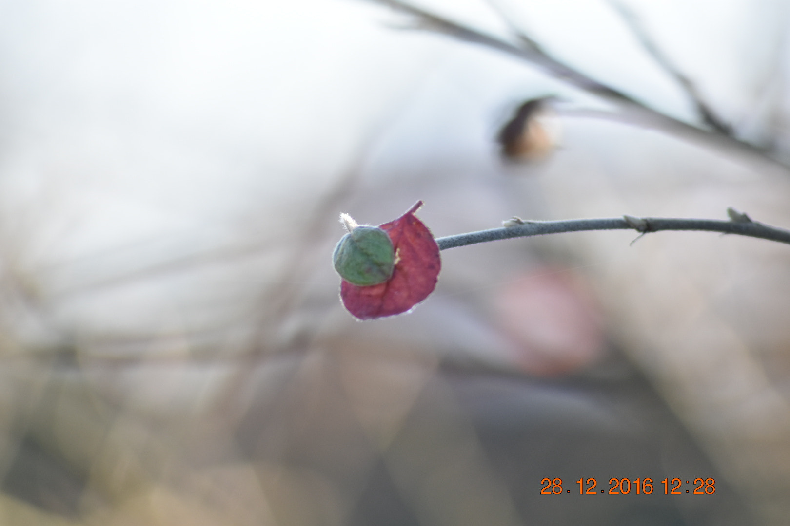 Sigma 70-300mm F4-5.6 APO DG Macro sample photo. Leaf before frost photography