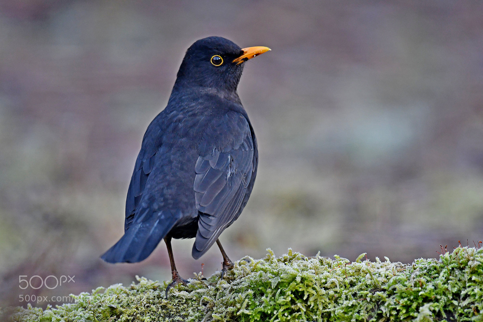 Nikon D500 sample photo. Common blackbird photography
