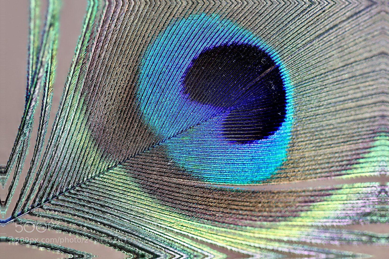 Canon EOS 200D (EOS Rebel SL2 / EOS Kiss X9) sample photo. Small feather photography