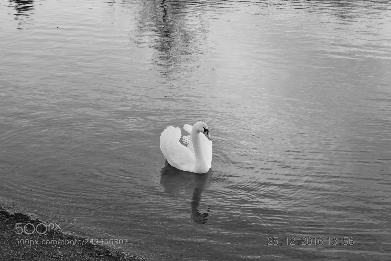 Nikon D3400 sample photo. Swan photography