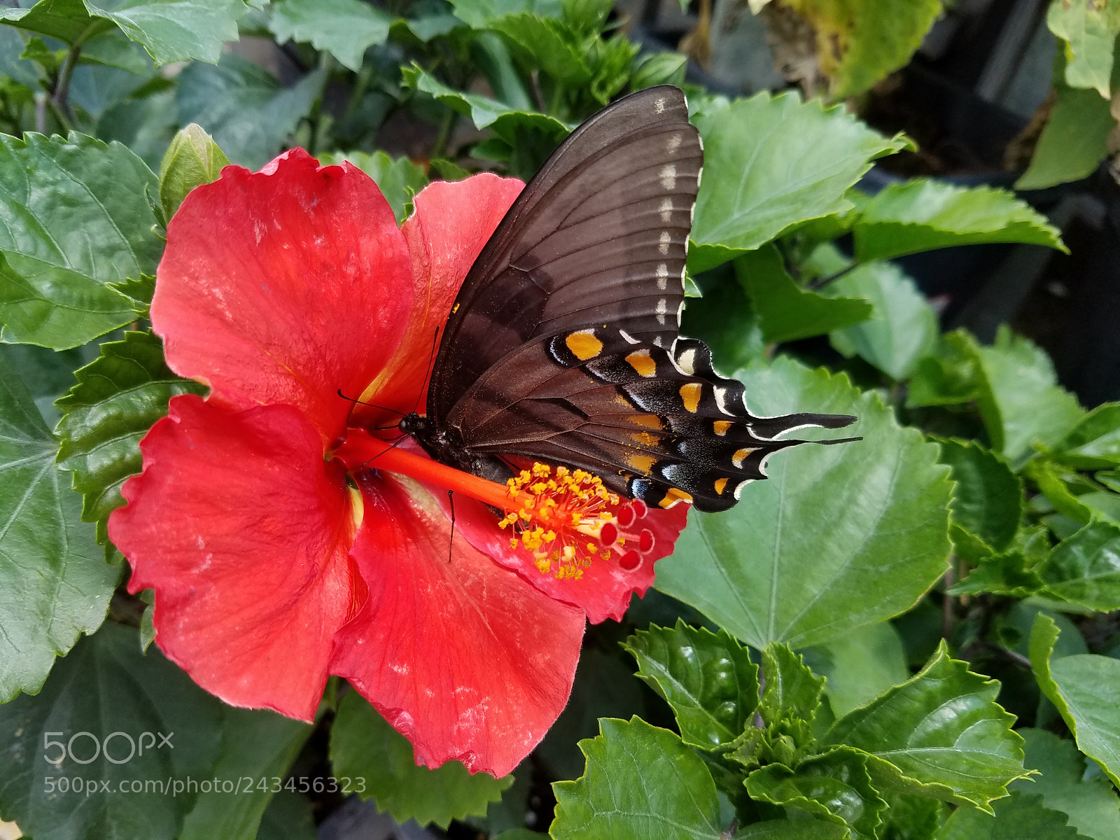 Samsung Galaxy S7 sample photo. Butterfly on flower photography