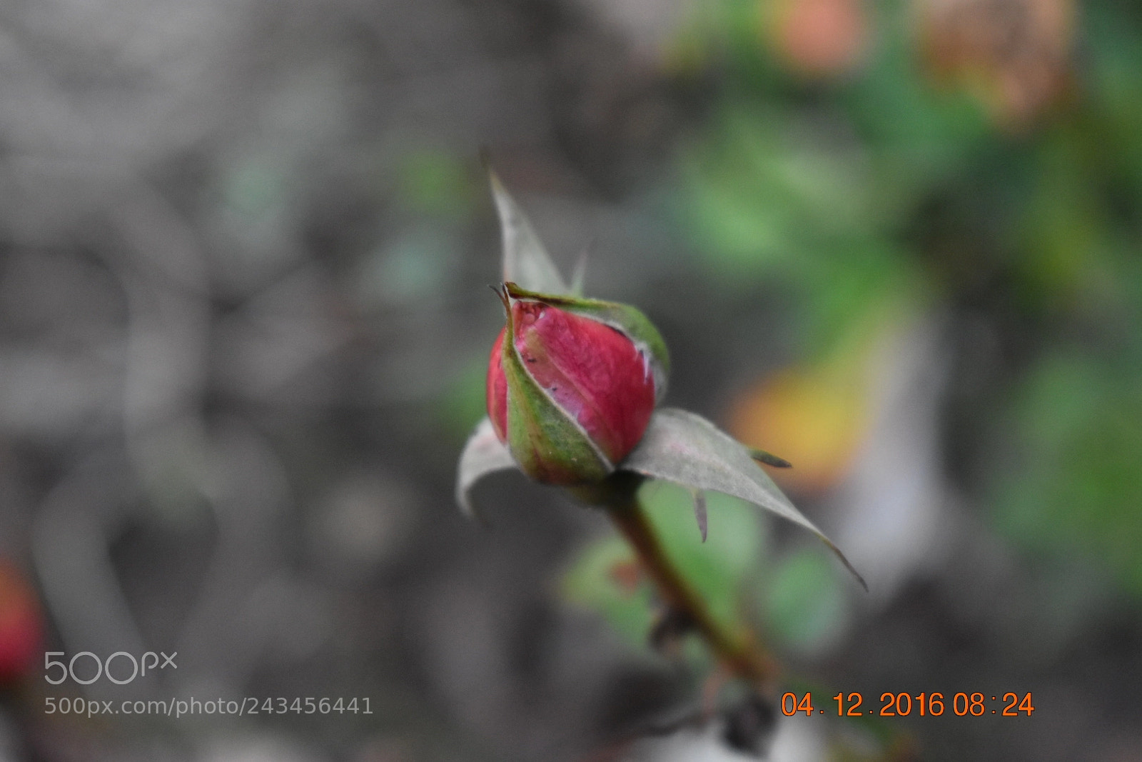 Nikon D3400 sample photo. Nearly there photography