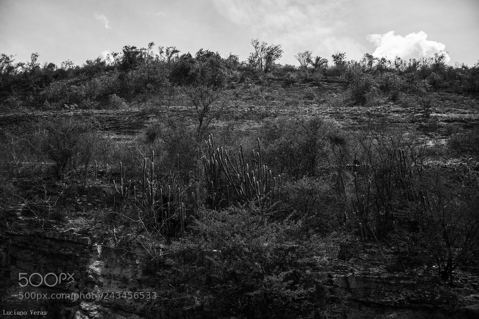 Nikon D610 sample photo. Natureza local photography