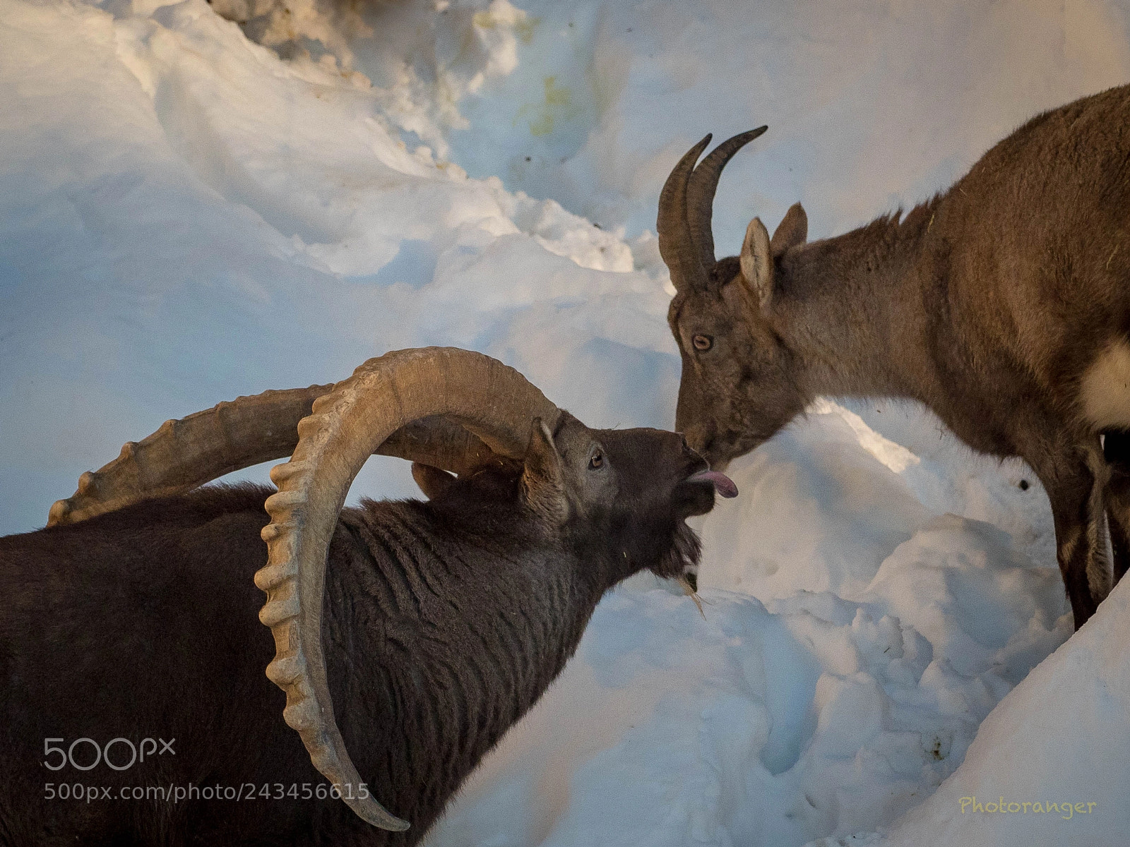 Olympus OM-D E-M1 Mark II sample photo. Kiss of a ibex photography
