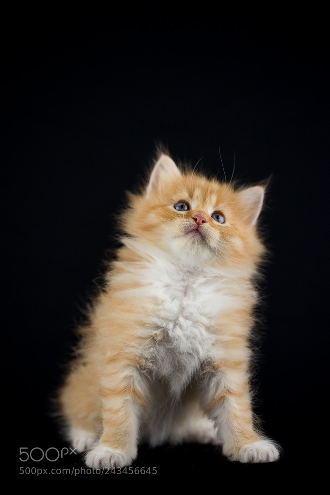 Nikon D610 sample photo. Cat photography
