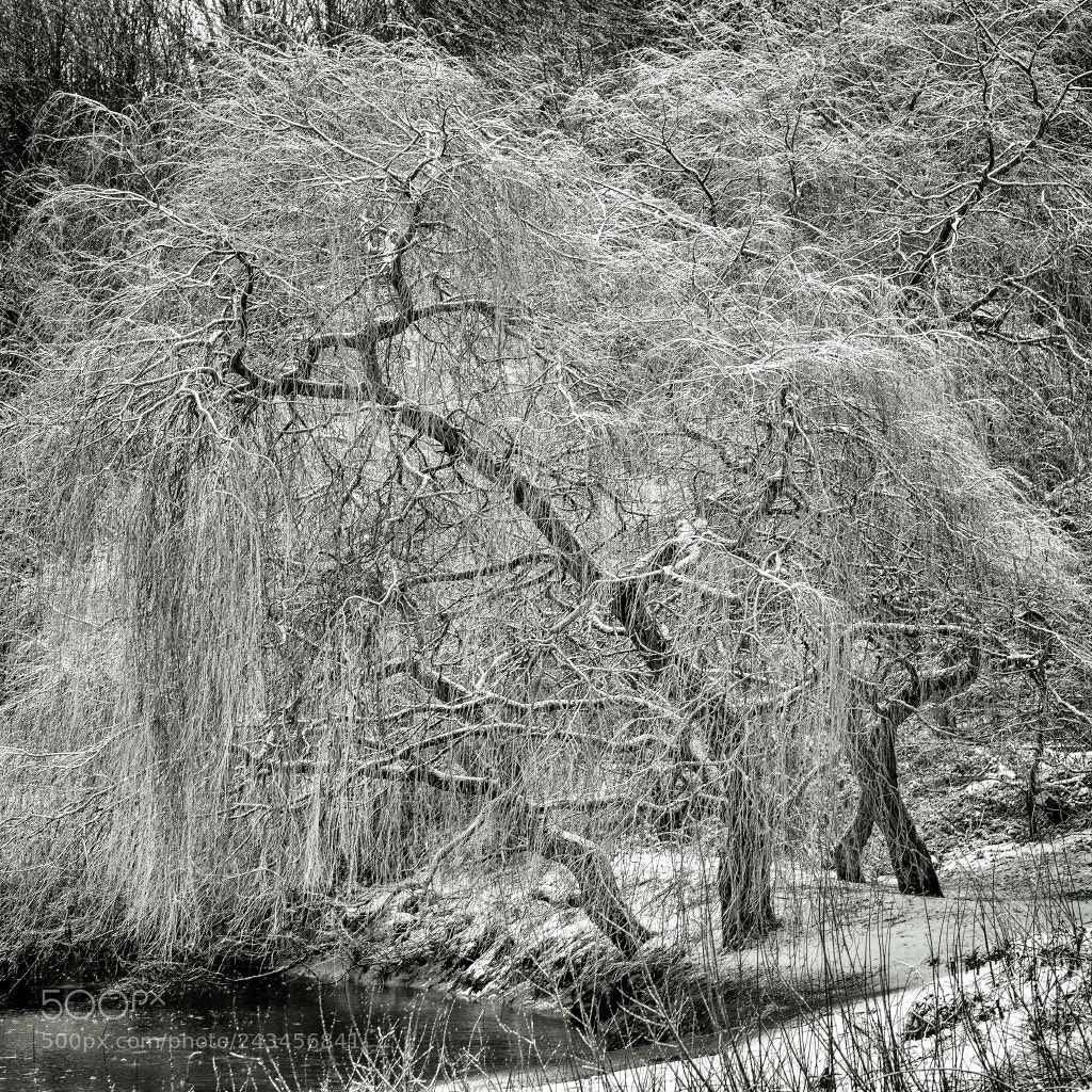 Nikon D810 sample photo. Thinly veiled photography