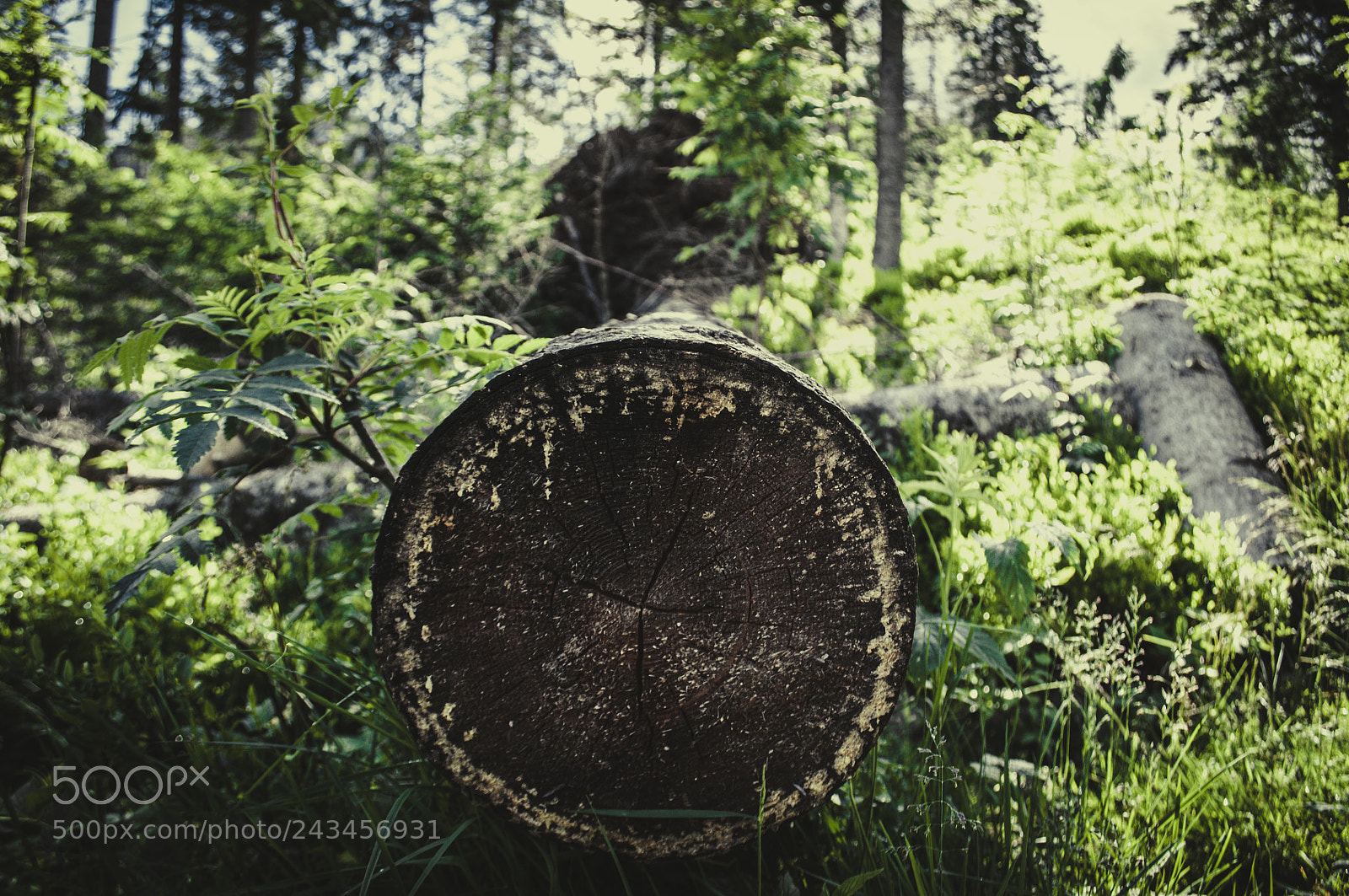 Nikon D90 sample photo. Stump photography