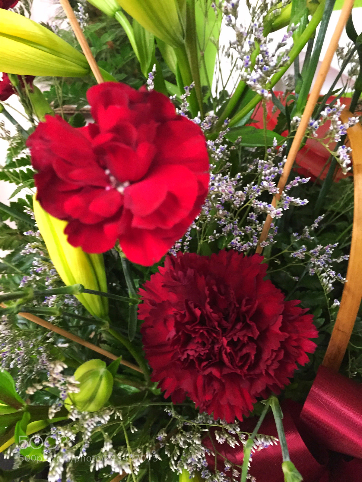 Apple iPhone 6 Plus sample photo. Today’s flower photography