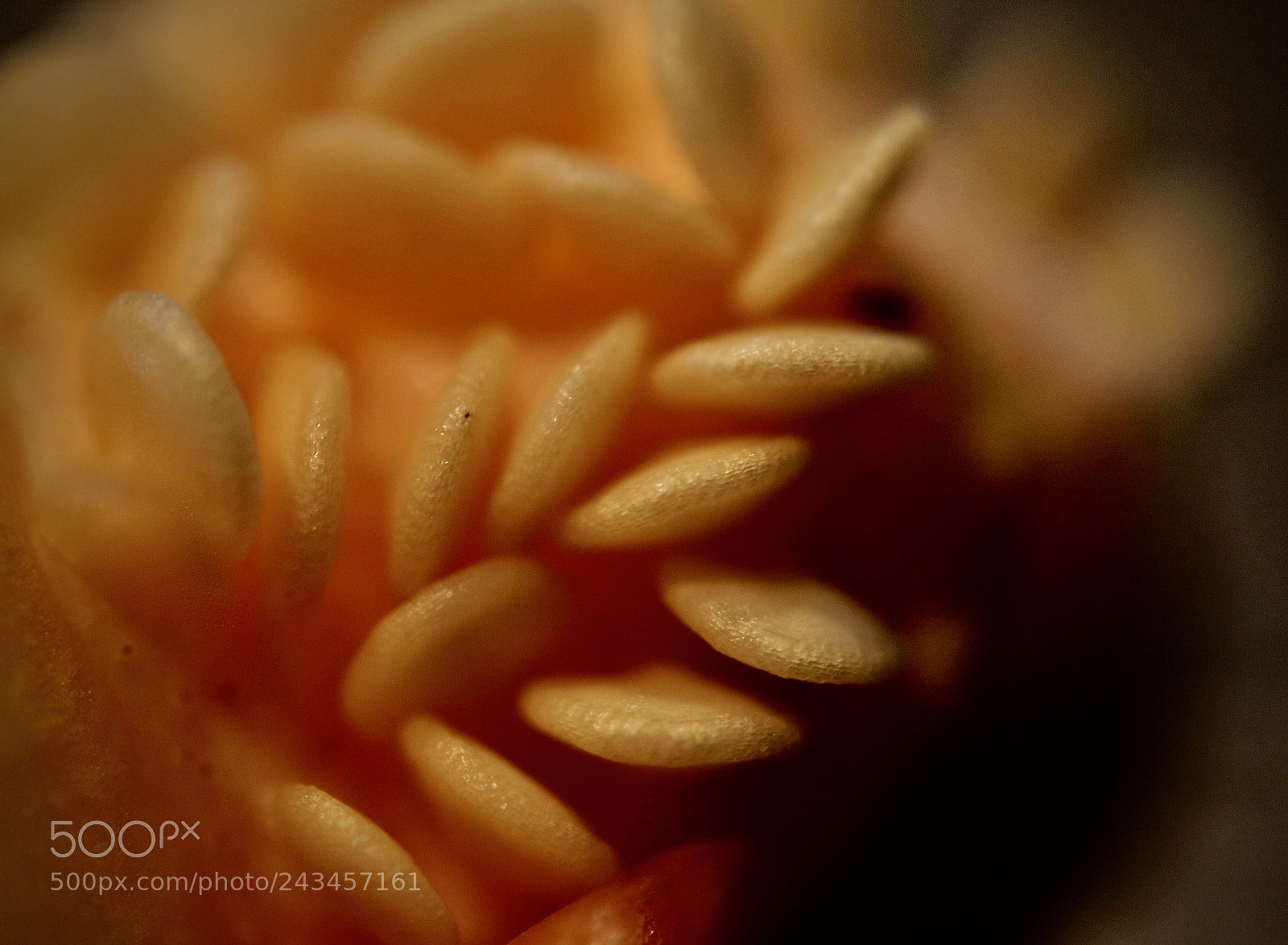 Canon EOS 7D Mark II sample photo. Paprika kernels photography