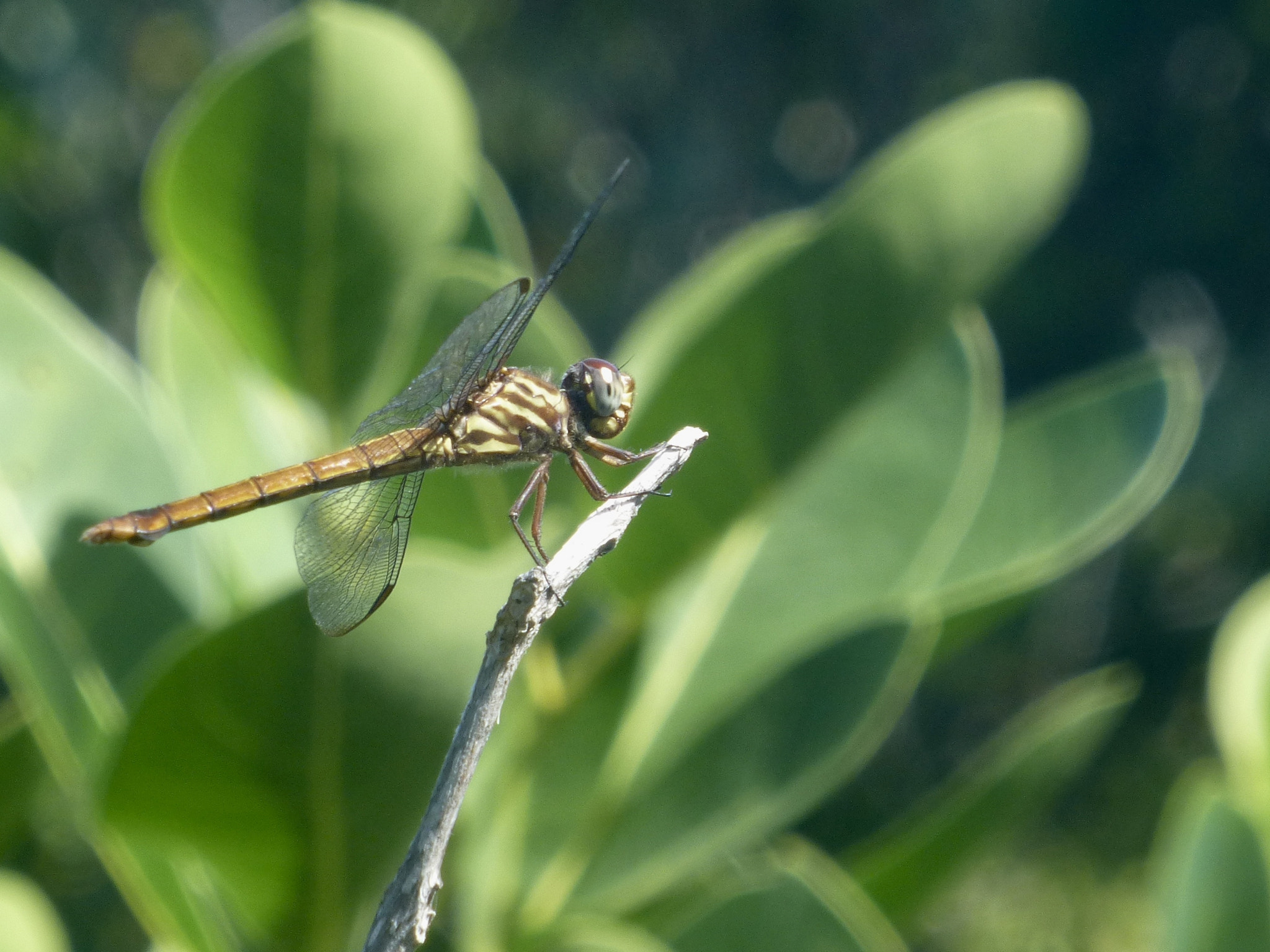 Panasonic Lumix DMC-ZS20 (Lumix DMC-TZ30) sample photo. Dragonfly photography