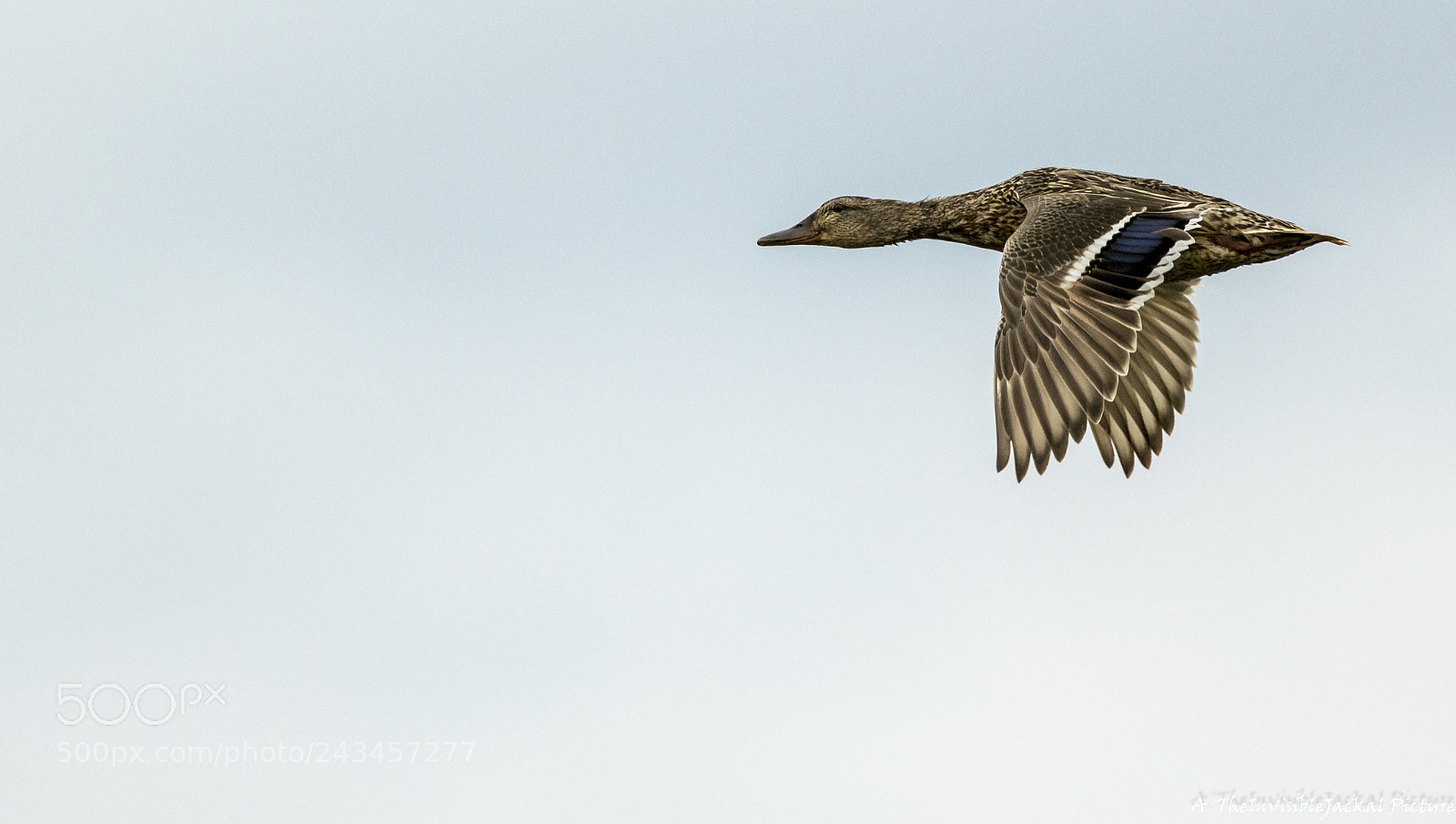 Canon EOS 7D Mark II sample photo. Female mallard photography