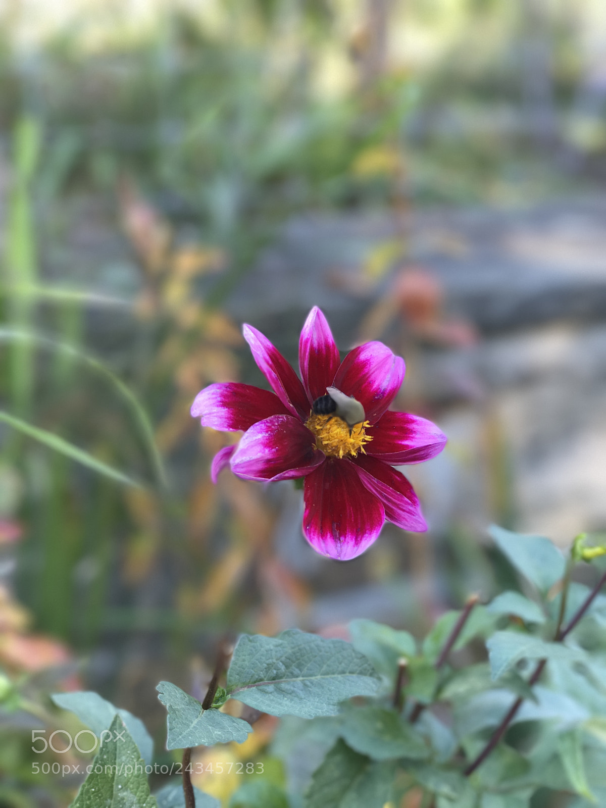 Apple iPhone 7 Plus sample photo. Untitled photography
