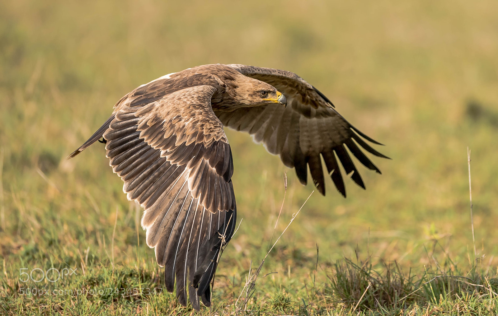 Nikon D5 sample photo. Tawny eagle , masai mara photography