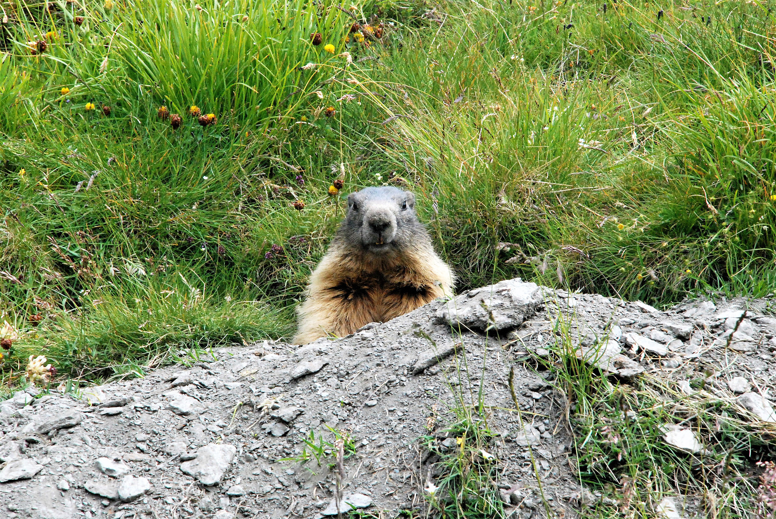 Nikon D80 sample photo. Marmotte photography