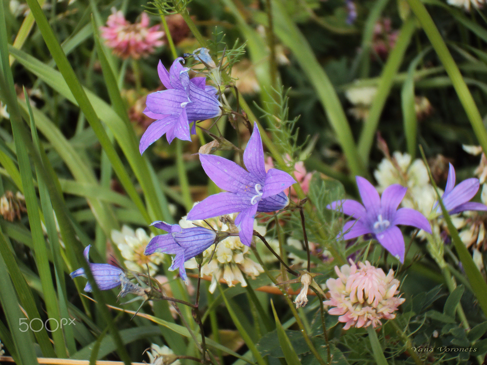 Sony DSC-W190 sample photo. Field flowers photography