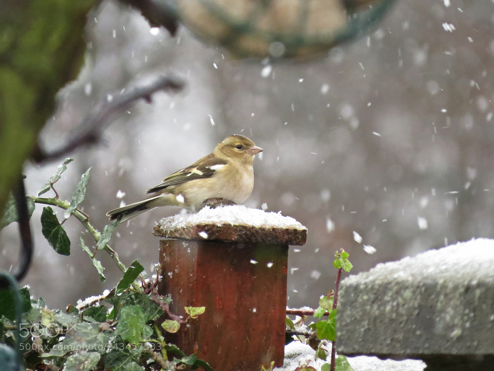 Canon PowerShot SX50 HS sample photo. Female chaffinch in the photography
