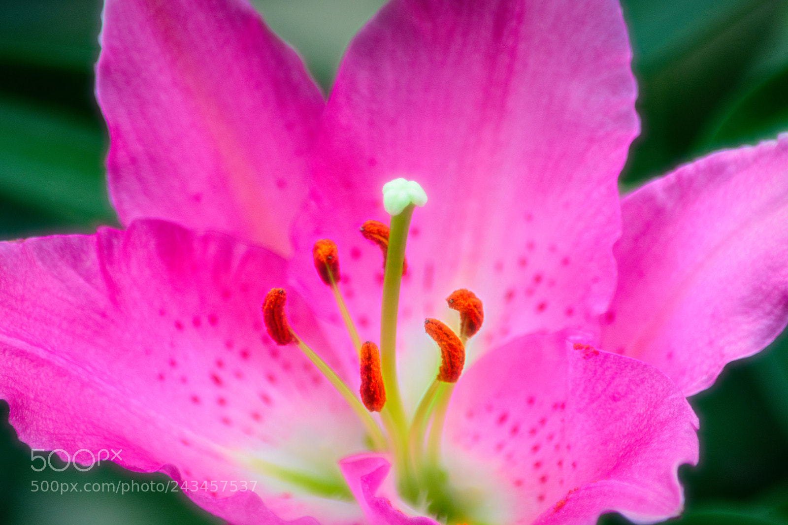 Nikon D7100 sample photo. Beautiful flower.   photography