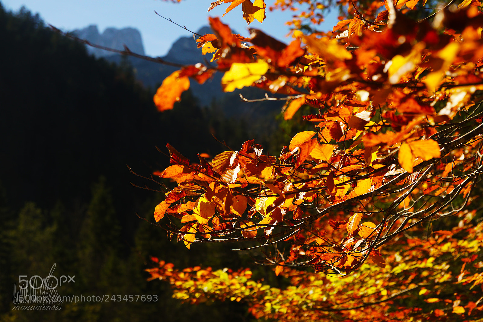 Sony ILCA-77M2 sample photo. Golden photography