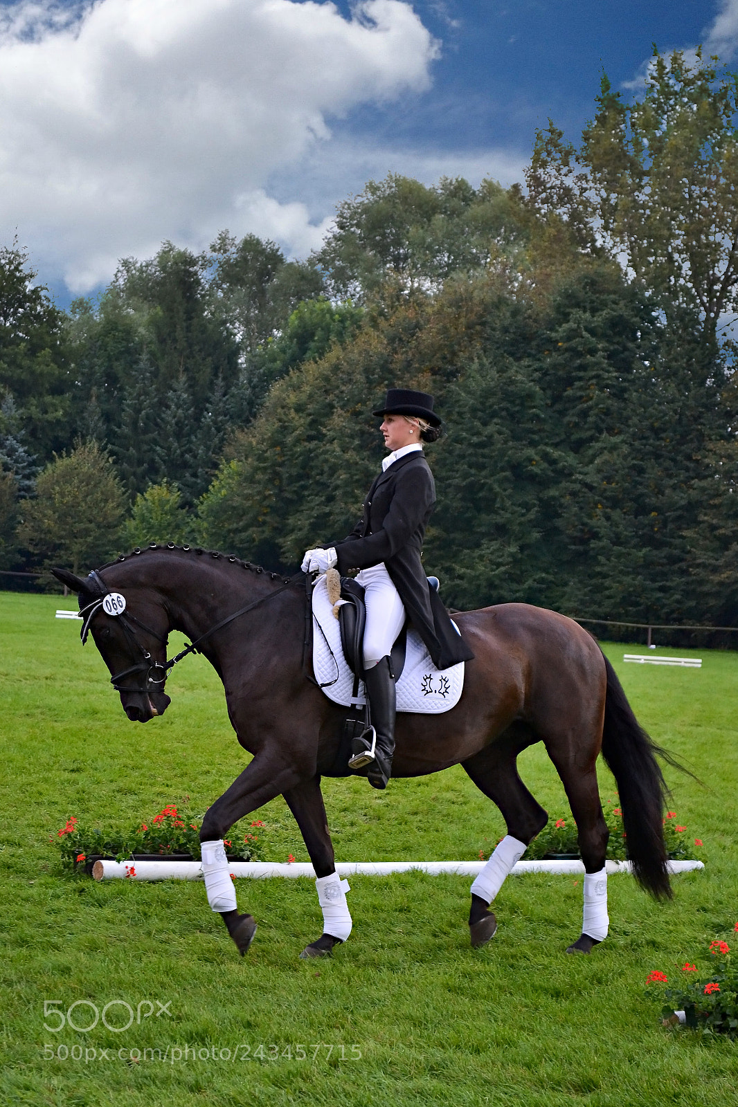 Nikon D3100 sample photo. Dressage horse photography