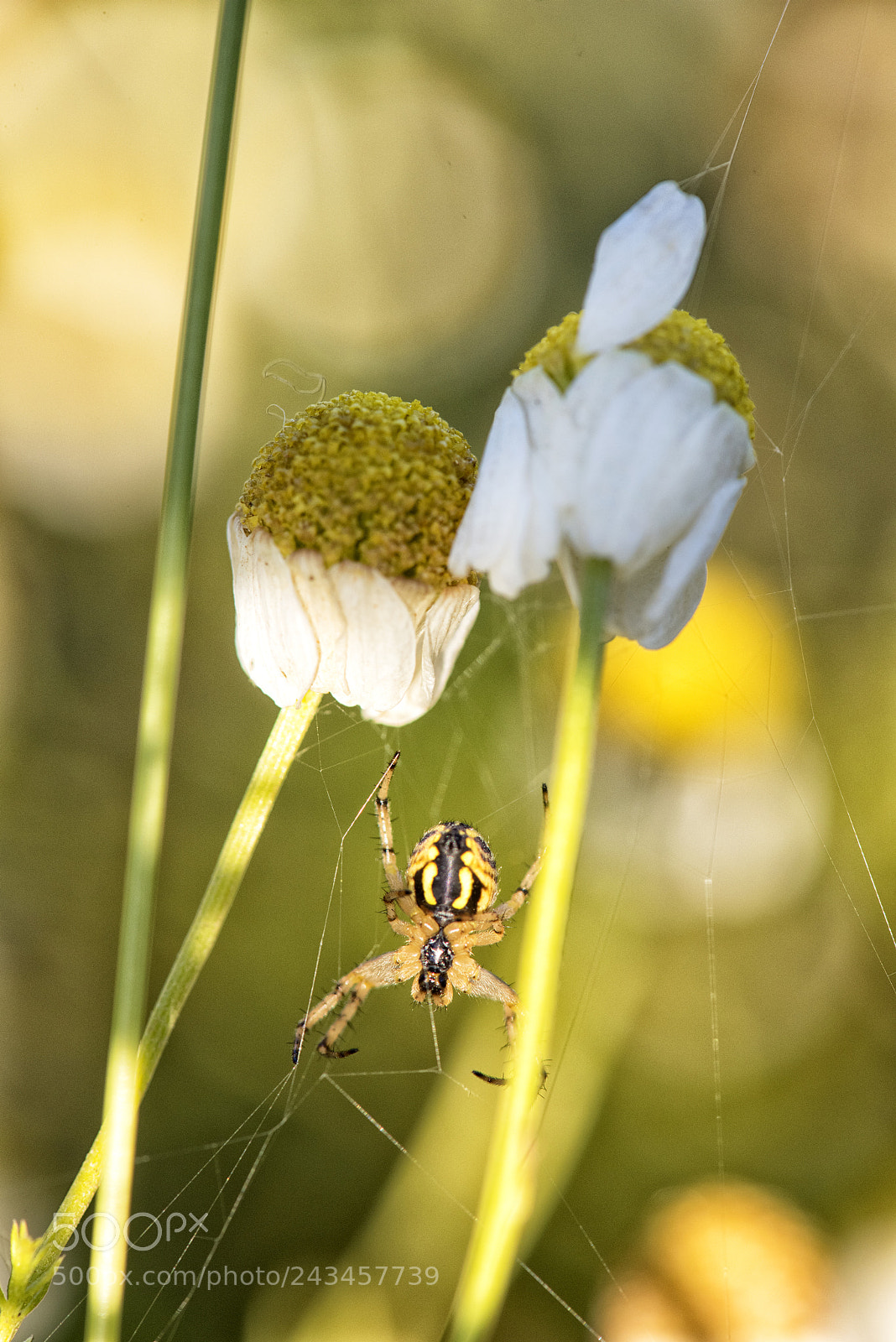 Nikon D810 sample photo. Nature photography