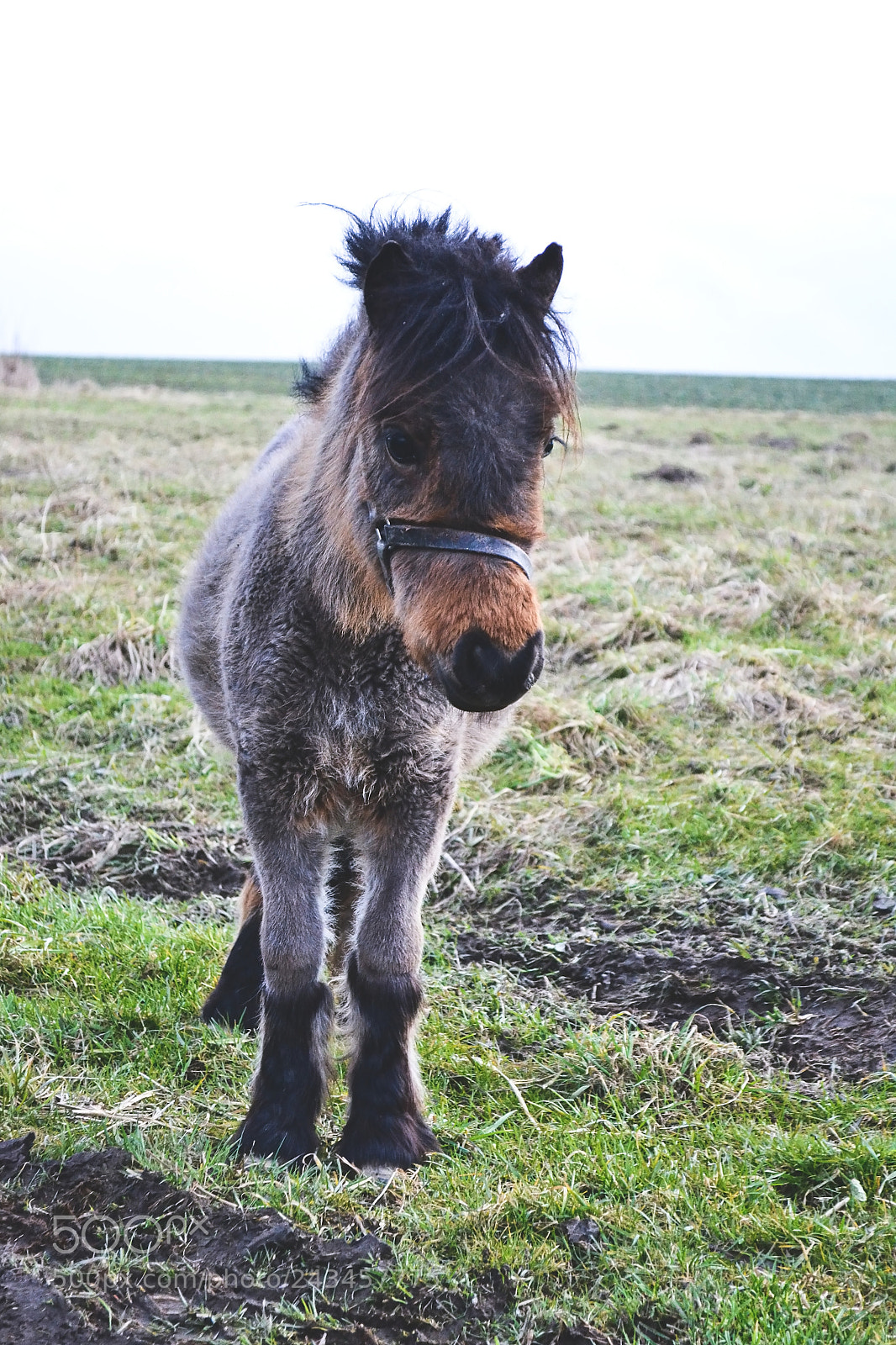 Nikon D3100 sample photo. Little pony photography