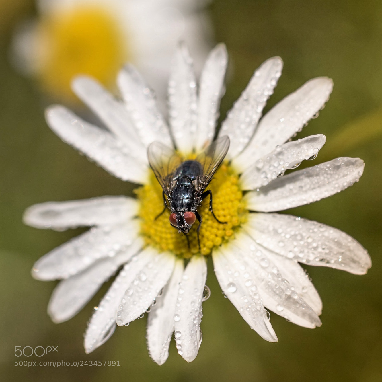 Canon EOS 7D Mark II sample photo. Fly photography