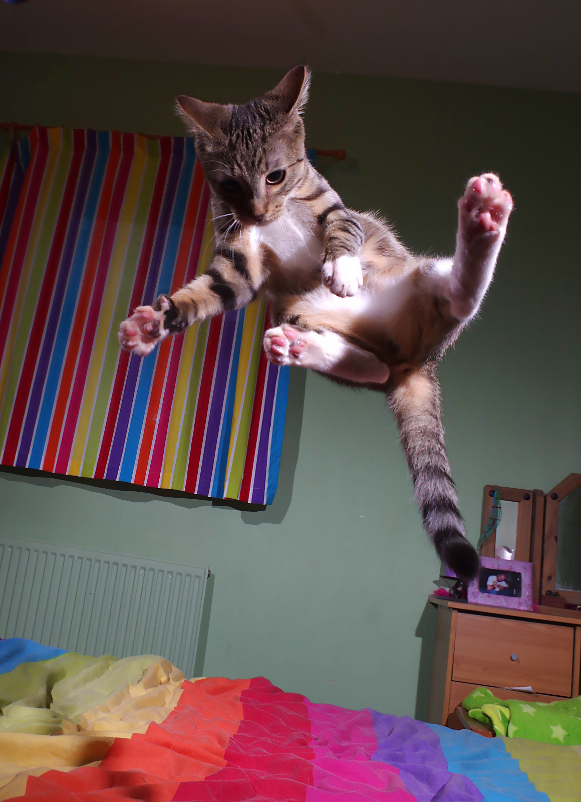 Pentax K-3 sample photo. Kung-fu kitty photography