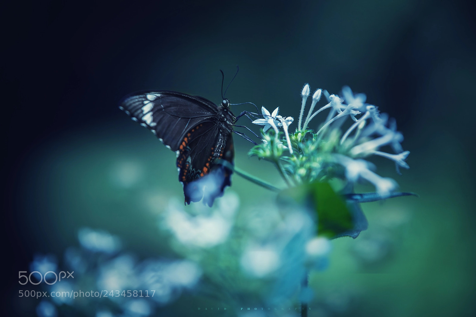 Nikon D810 sample photo. Untitled photography