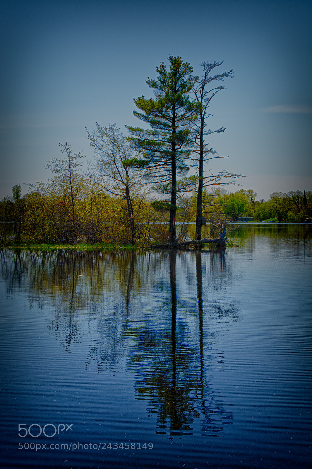 Nikon D7100 sample photo. Tree reflection photography