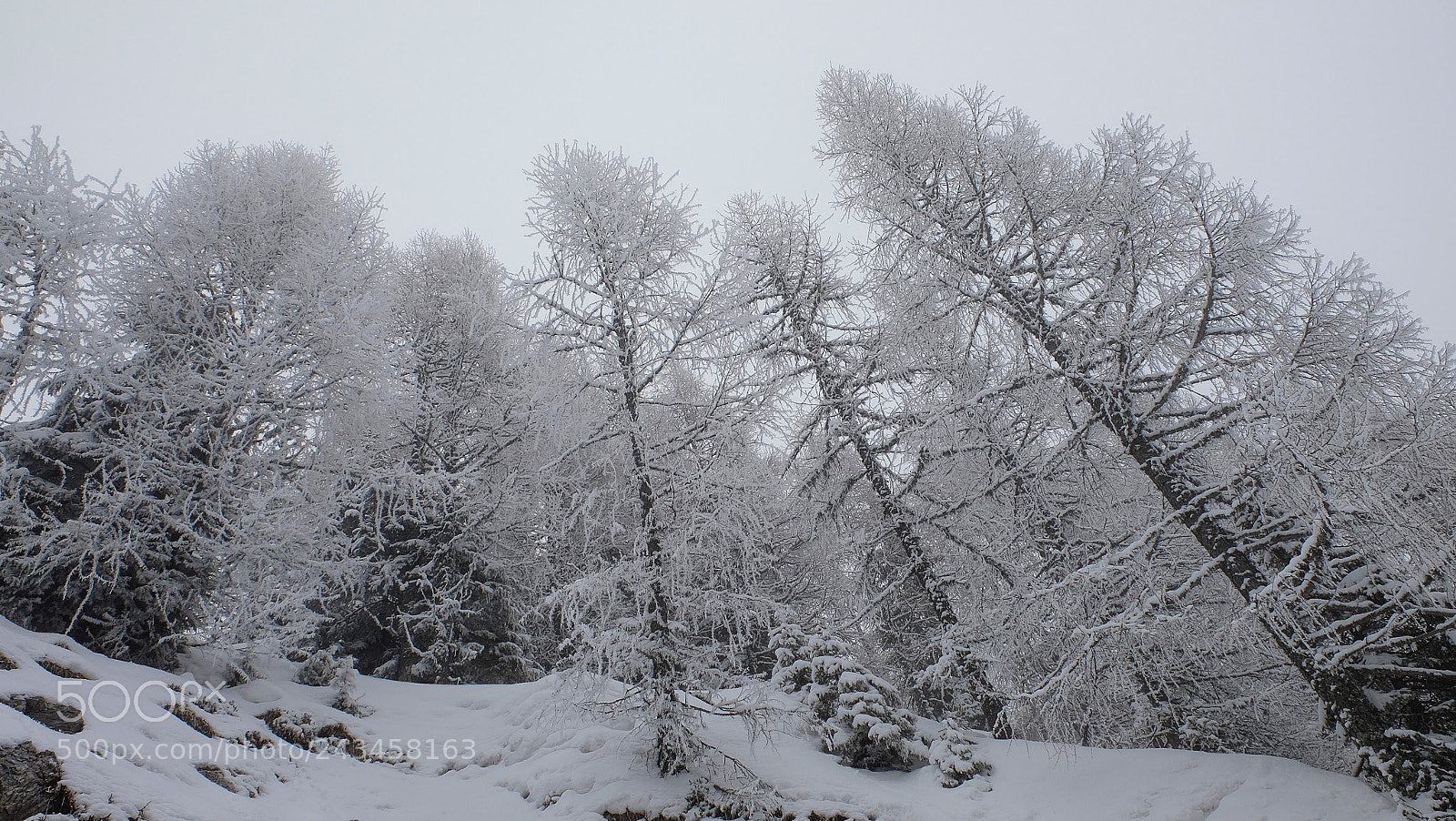 Fujifilm X-T1 sample photo. Icy trees... photography